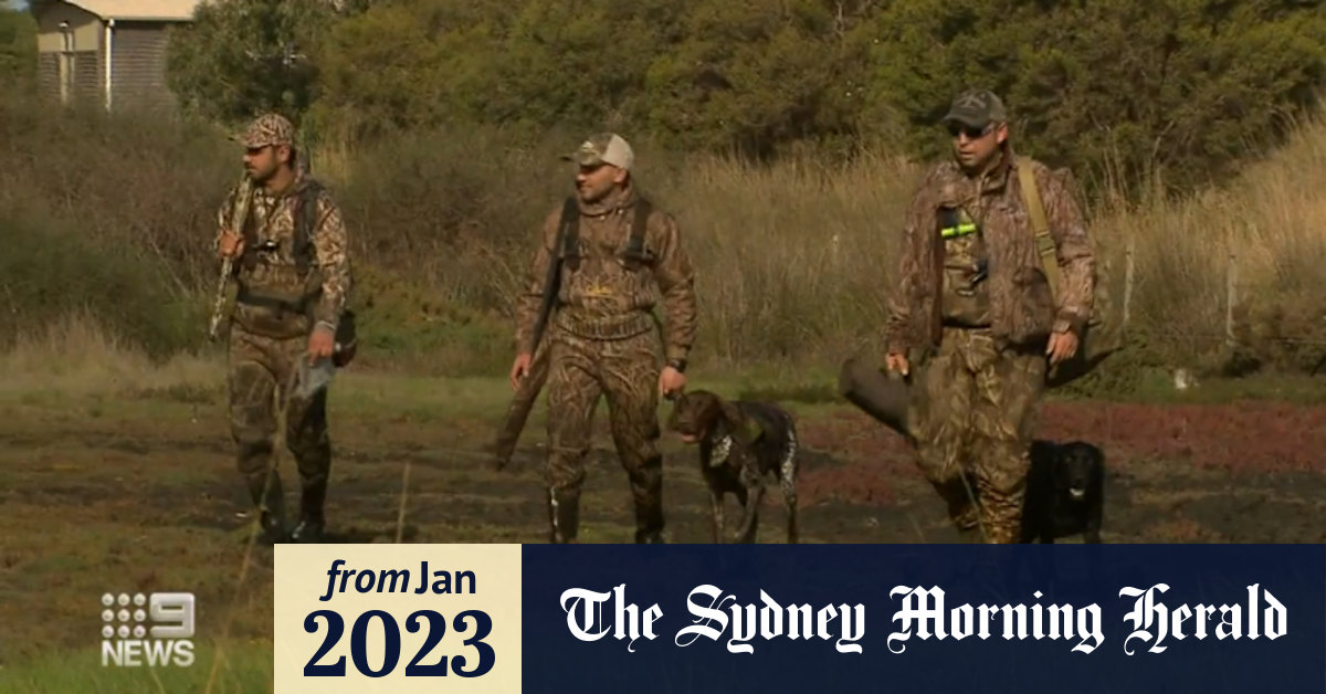 Video Victorian government considers duck hunting ban
